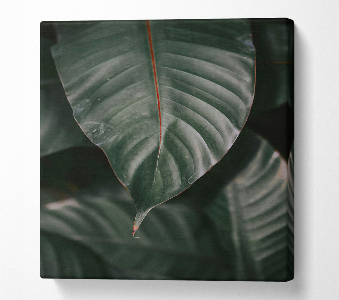  A Canvas Print of Emerald Green Leaf Vein. Canvas Print