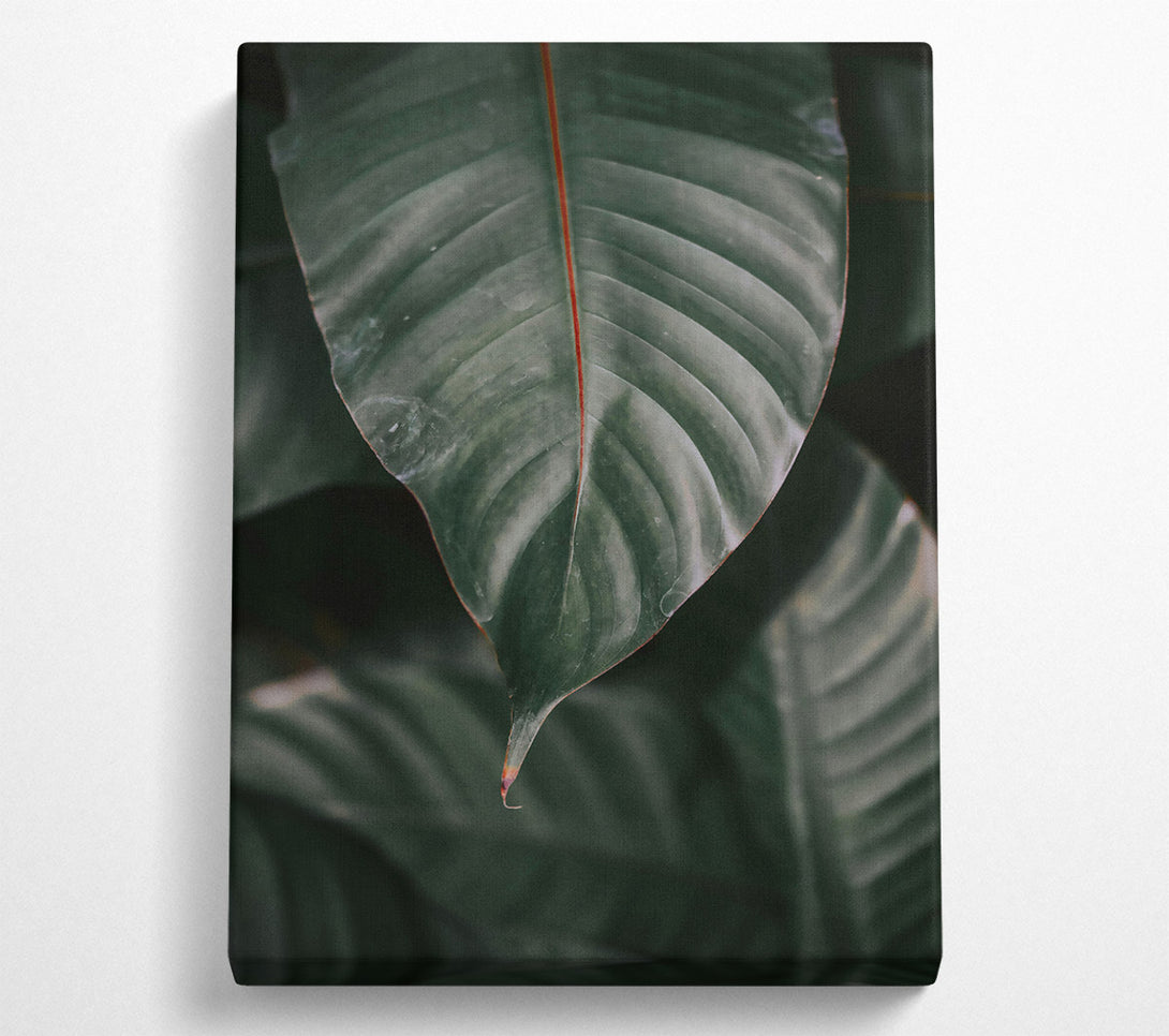  A Canvas Print of Emerald Green Leaf Vein. Canvas Print