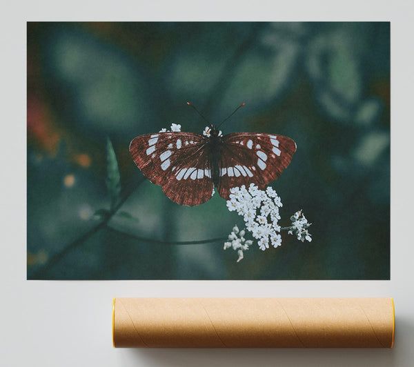 The Maroon Butterfly Print