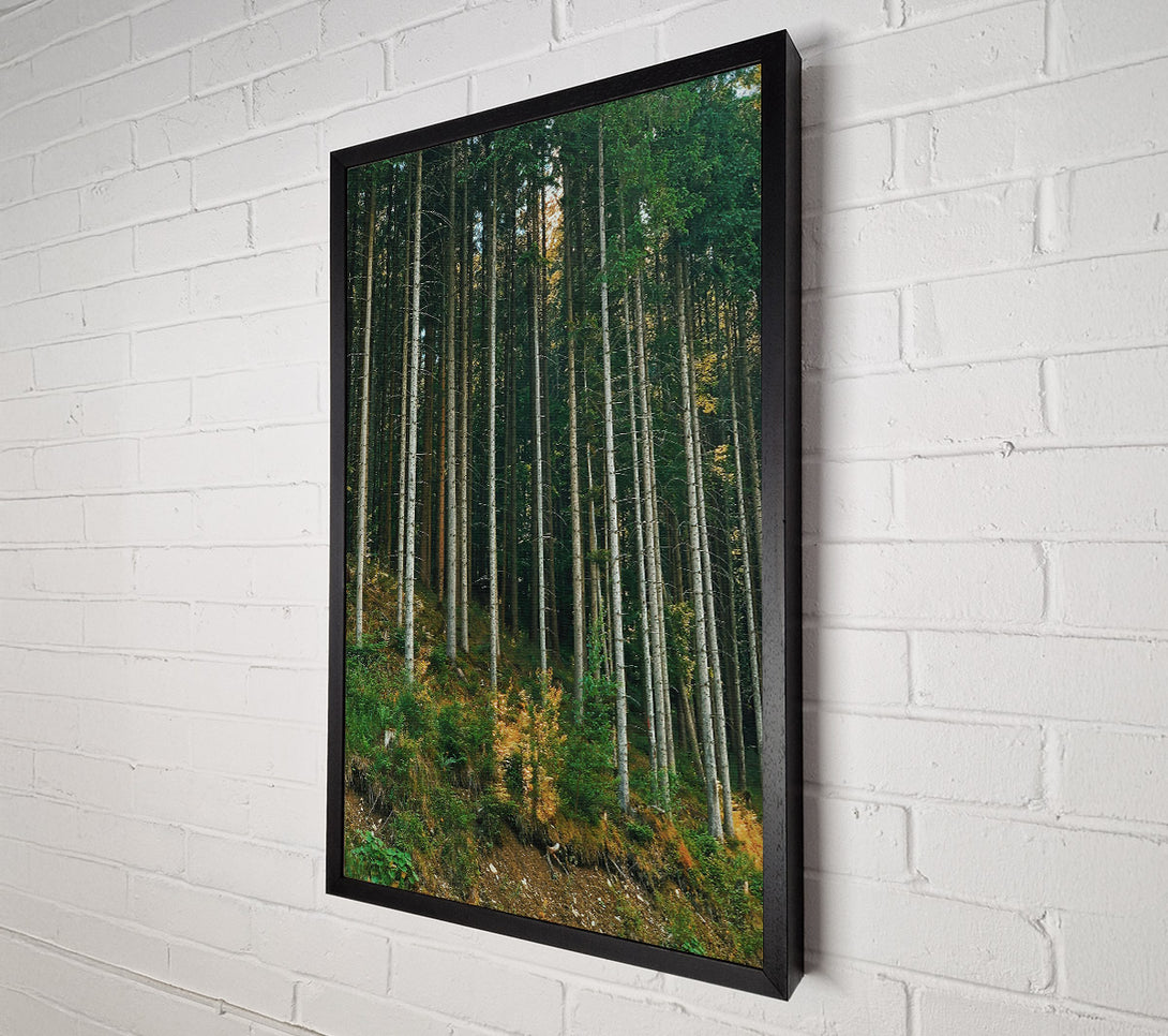  A Canvas Print of Sunlit Green Forest Canvas Print