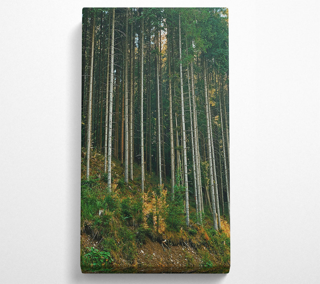  A Canvas Print of Sunlit Green Forest Canvas Print