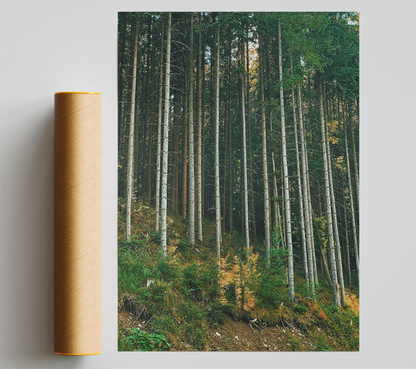 Sunlit Green Forest Print