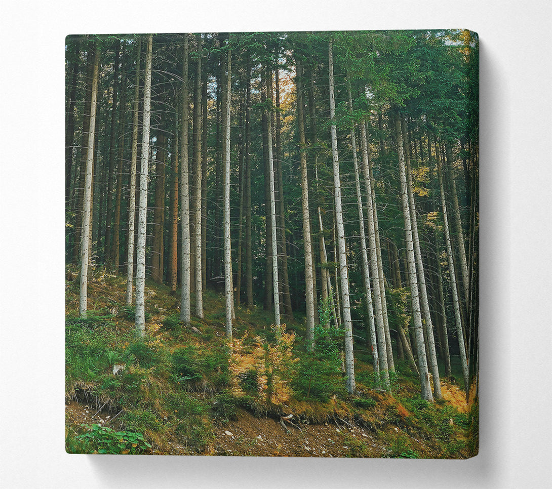  A Canvas Print of Sunlit Green Forest Canvas Print