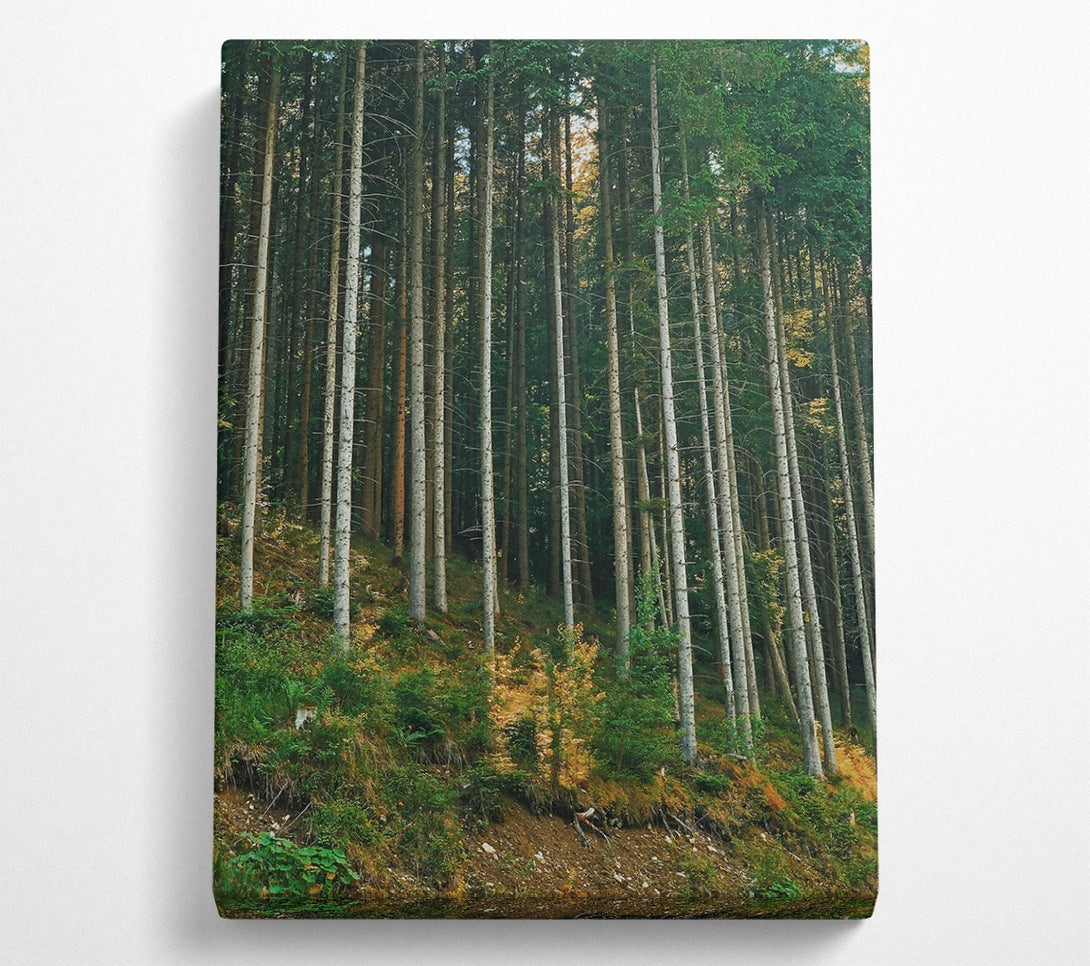  A Canvas Print of Sunlit Green Forest Canvas Print