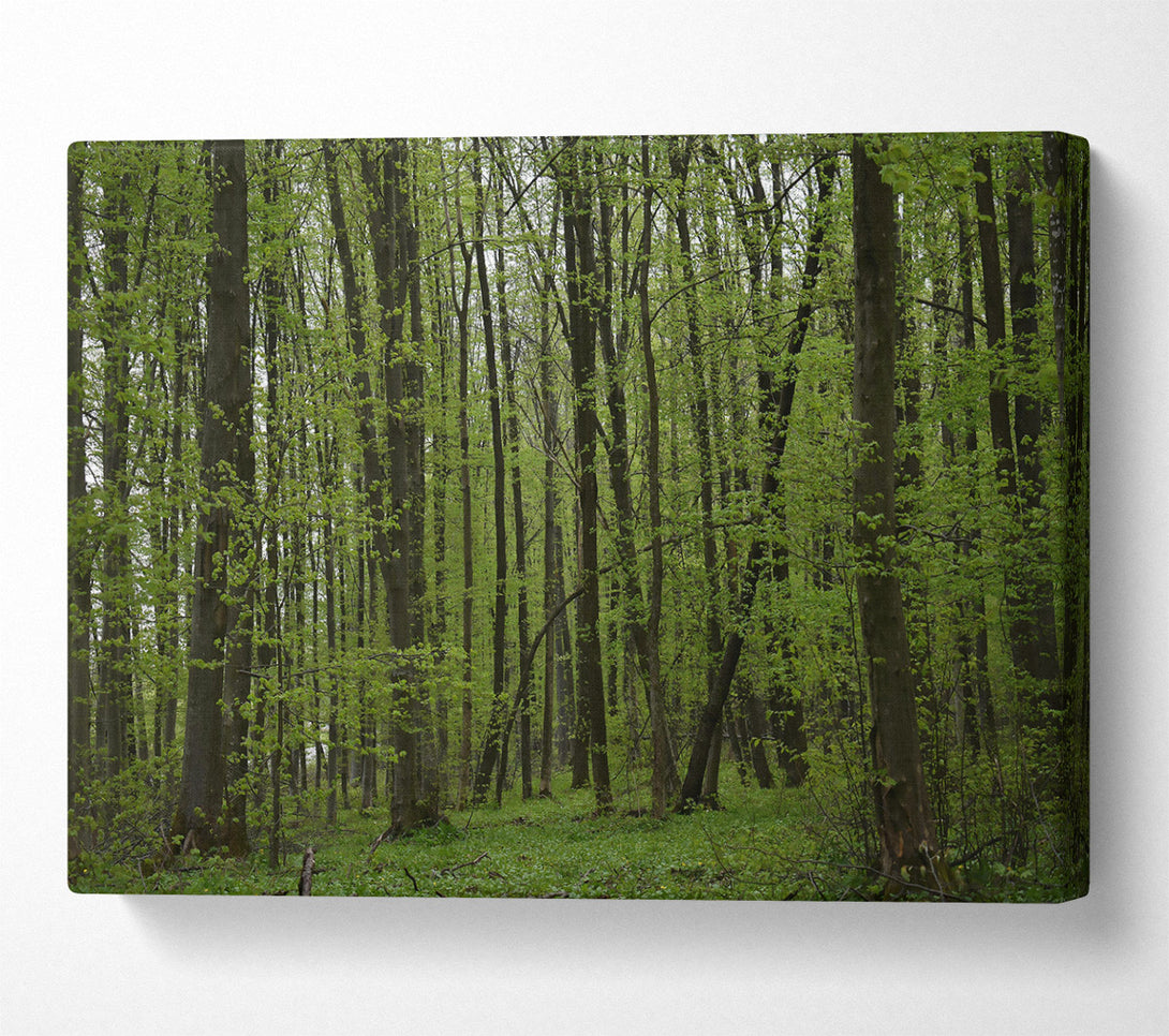 A Canvas Print of Emerald Forest Light Canvas Print