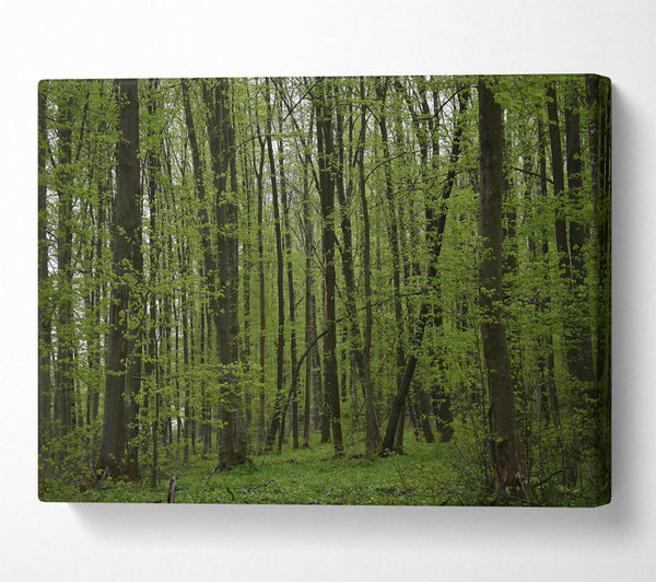  A Canvas Print of Emerald Forest Light Canvas Print