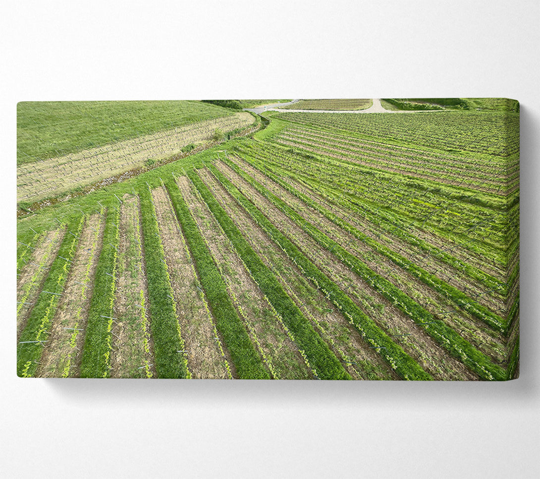  A Canvas Print of Green Rows Of Life Canvas Wall Art