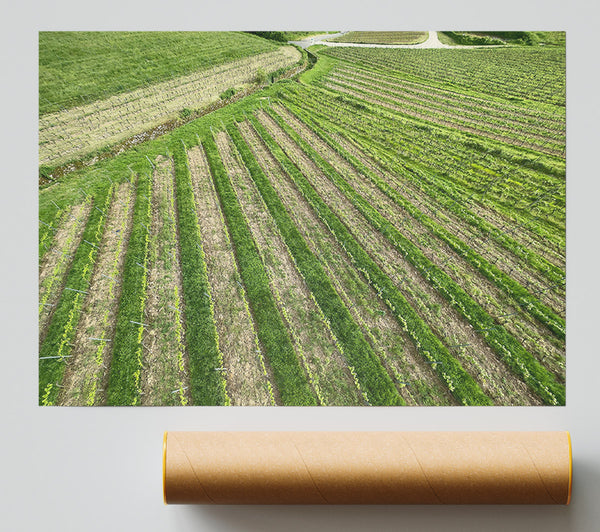 Green Rows Of Life Giclee Print