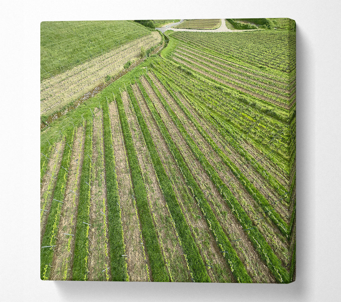  A Canvas Print of Green Rows Of Life Canvas Wall Art