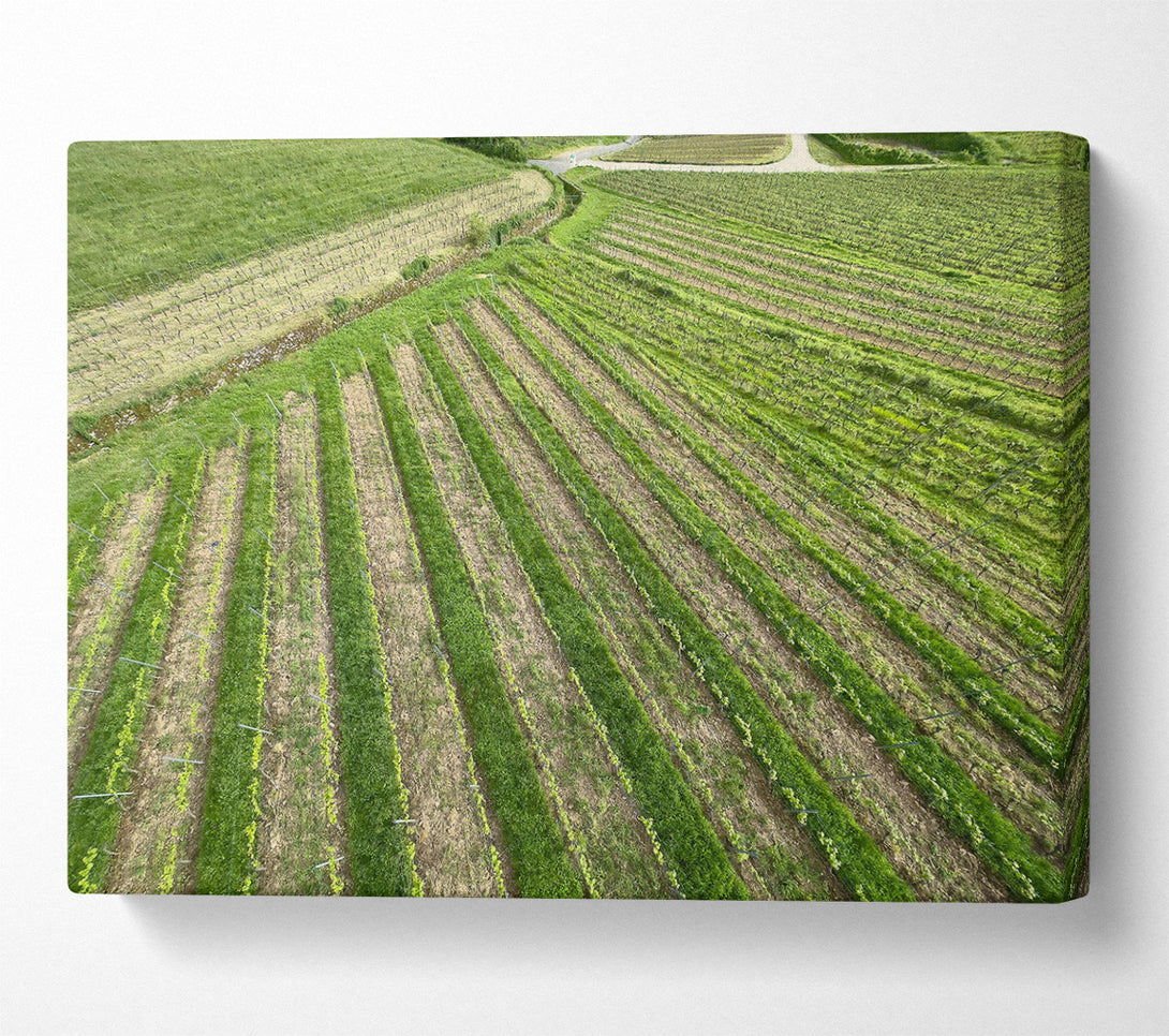  A Canvas Print of Green Rows Of Life Canvas Wall Art
