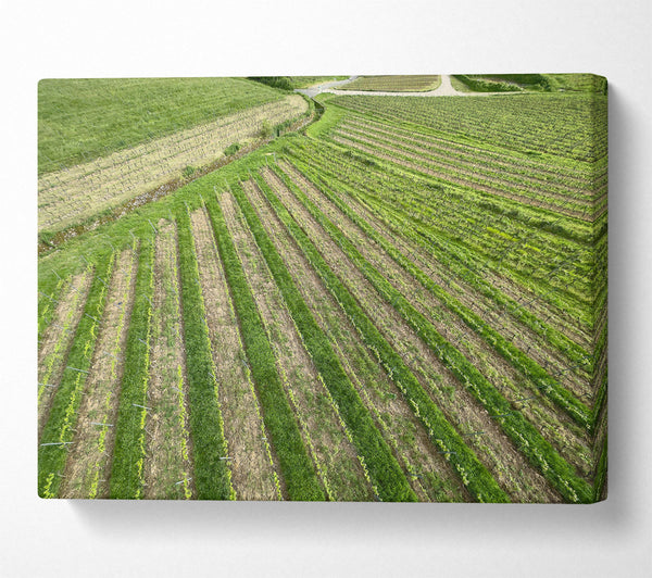  A Canvas Print of Green Rows Of Life Canvas Wall Art