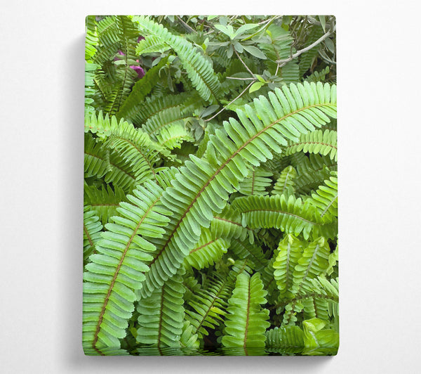  A Canvas Print of Emerald Fern Embrace Canvas Print