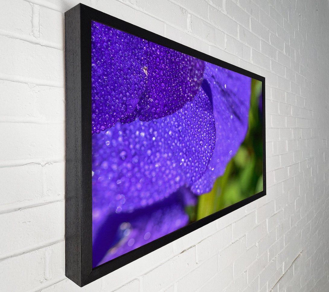  A Canvas Print of Violet Dew Drops Canvas Art