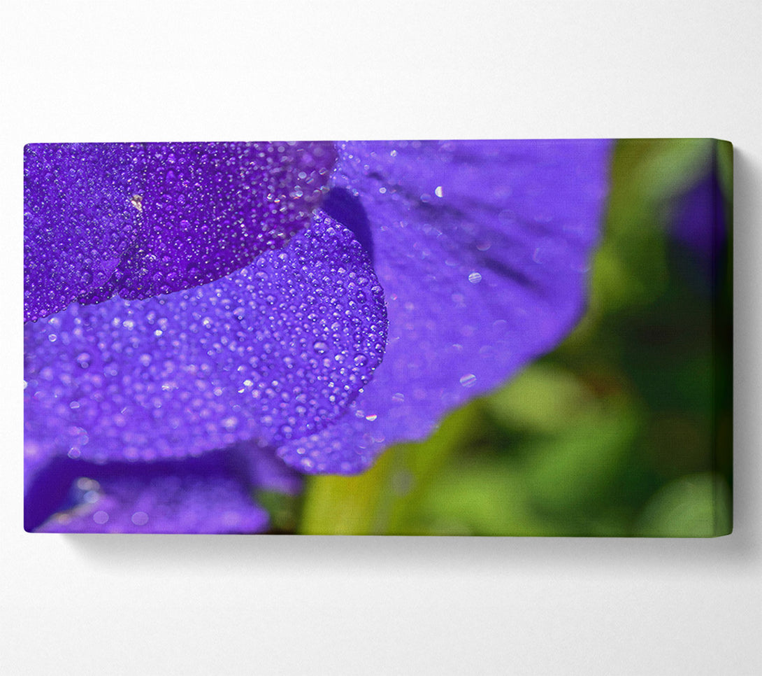  A Canvas Print of Violet Dew Drops Canvas Art