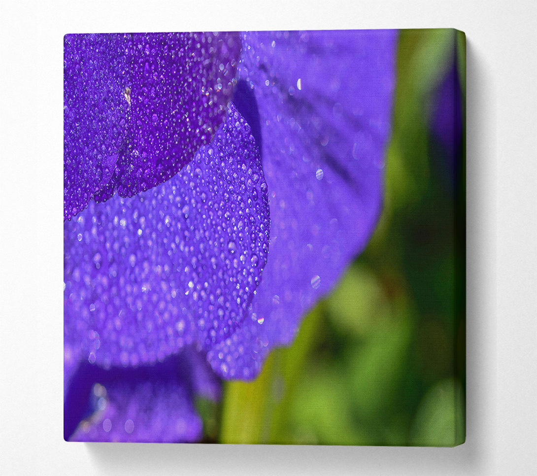  A Canvas Print of Violet Dew Drops Canvas Art
