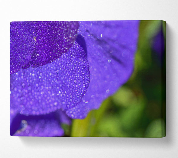  A Canvas Print of Violet Dew Drops Canvas Art