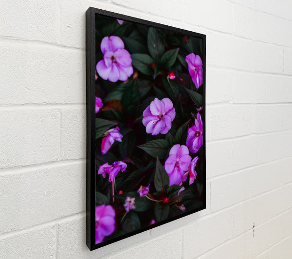 Purple Blooms In The Dark