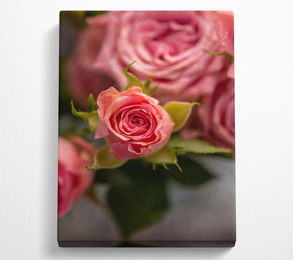  A Canvas Print of Blush Rose Bloom Canvas Print