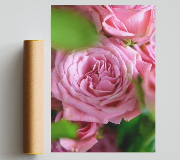 Pale Pink Petals Giclee Print