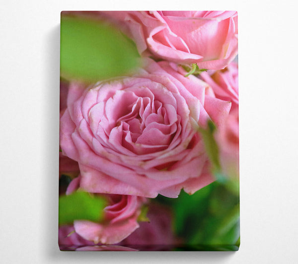  A Canvas Print of Pale Pink Petals Canvas Wall Art