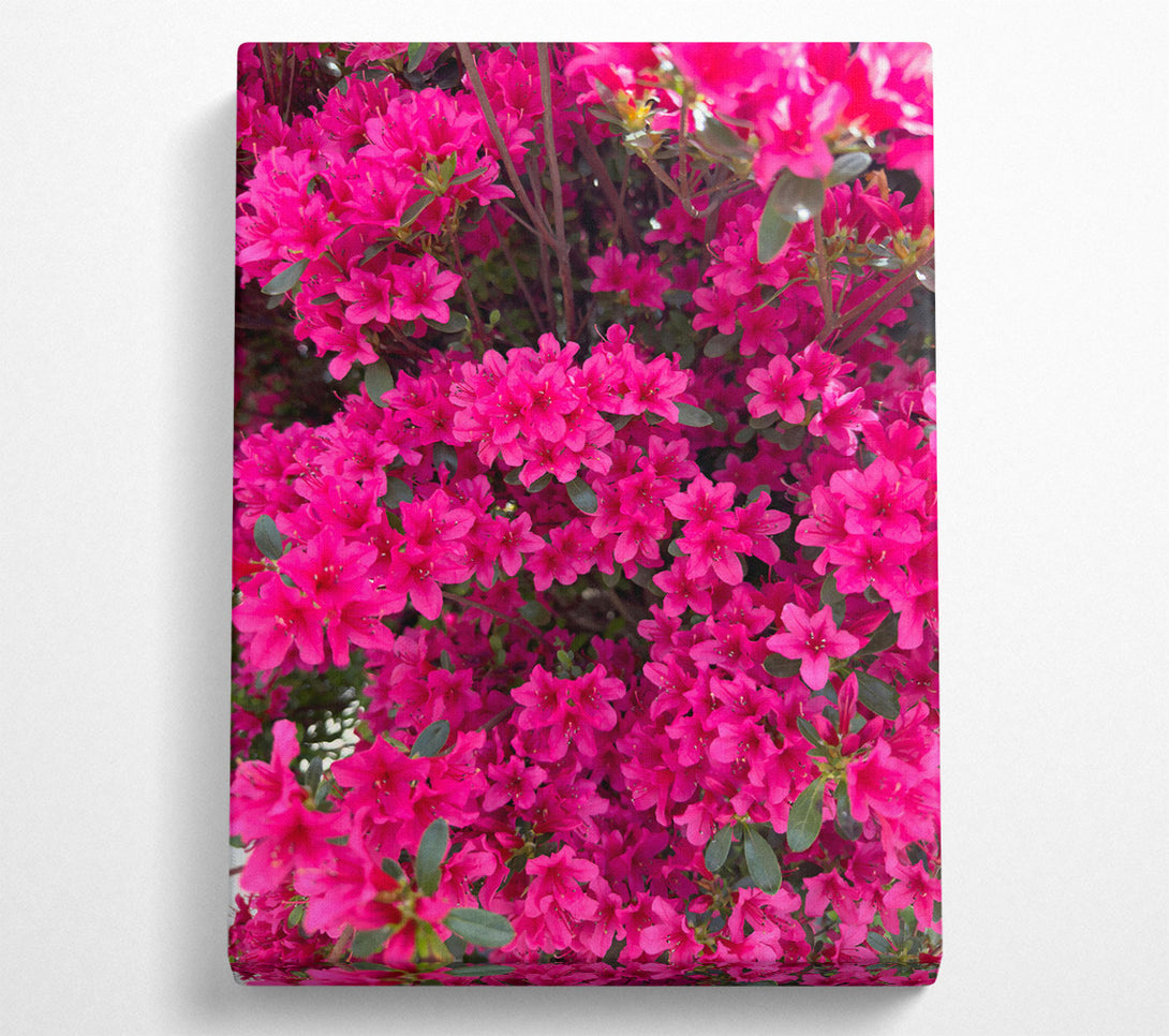  A Canvas Print of Fuchsia Flower Bloom Canvas Print