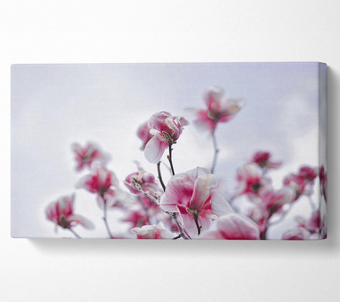 A Canvas Print of Pink Blooms Ascending Canvas Print