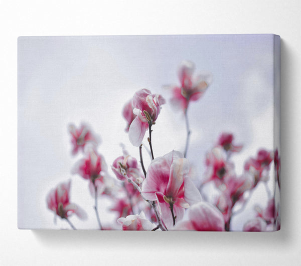  A Canvas Print of Pink Blooms Ascending Canvas Print