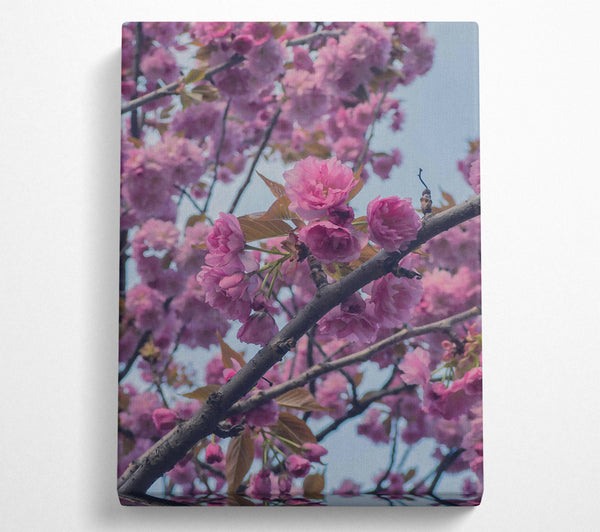  A Canvas Print of Pink Blossom Branch Canvas Print