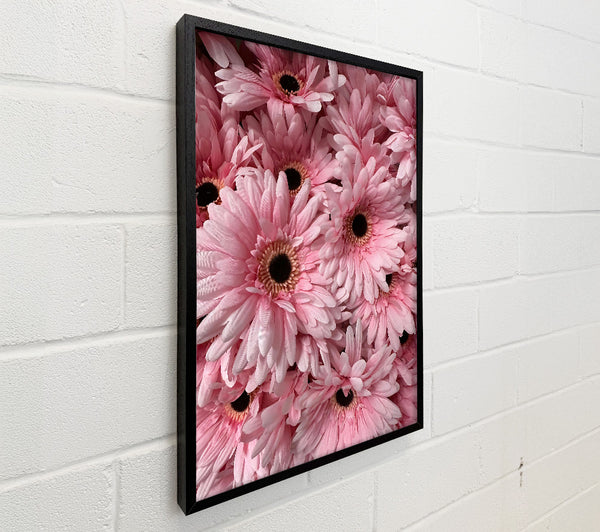 Blush Gerbera Blooms
