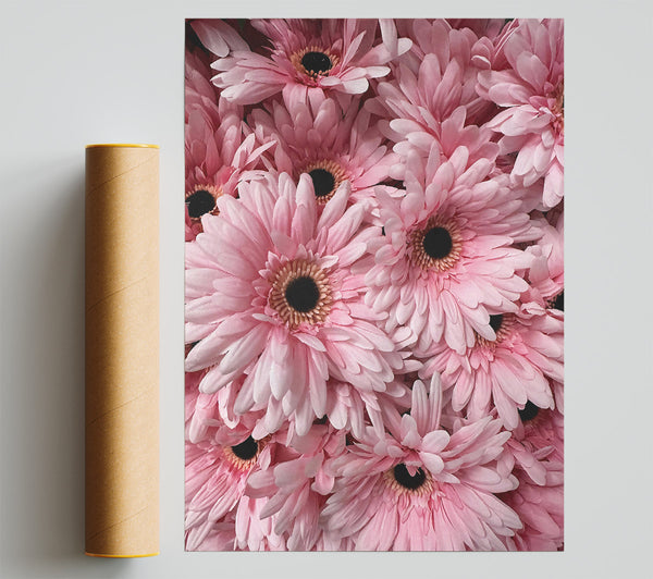 Blush Gerbera Blooms Print