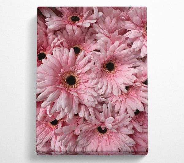  A Canvas Print of Blush Gerbera Blooms Canvas Wall Art