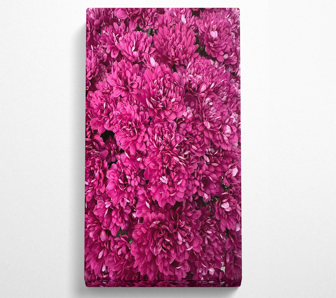  A Canvas Print of Fuchsia Flower Burst Canvas Wall Art