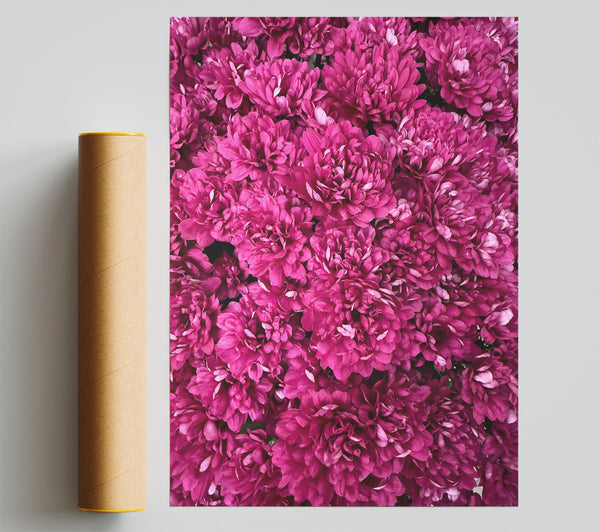 Fuchsia Flower Burst Poster
