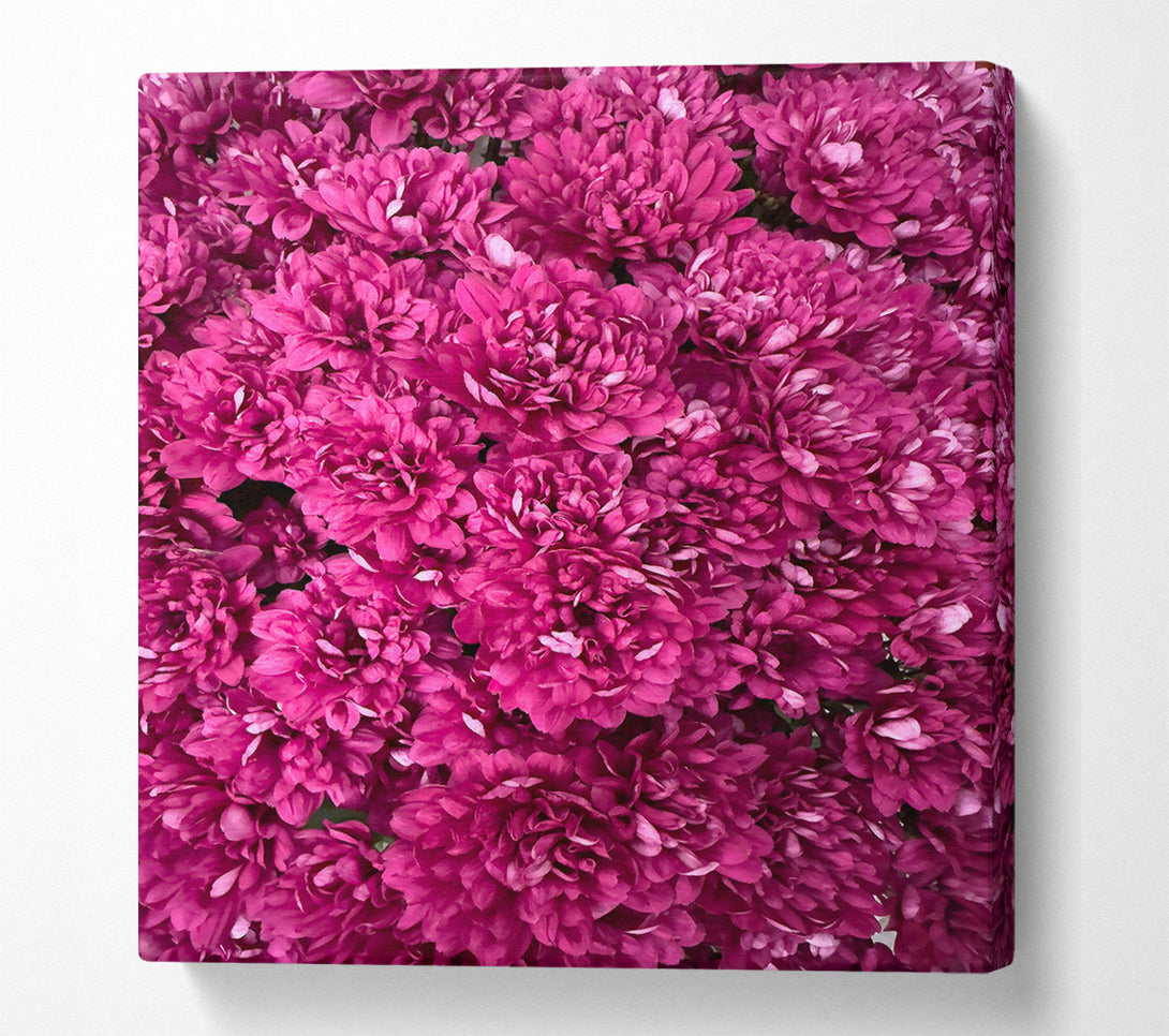  A Canvas Print of Fuchsia Flower Burst Canvas Wall Art
