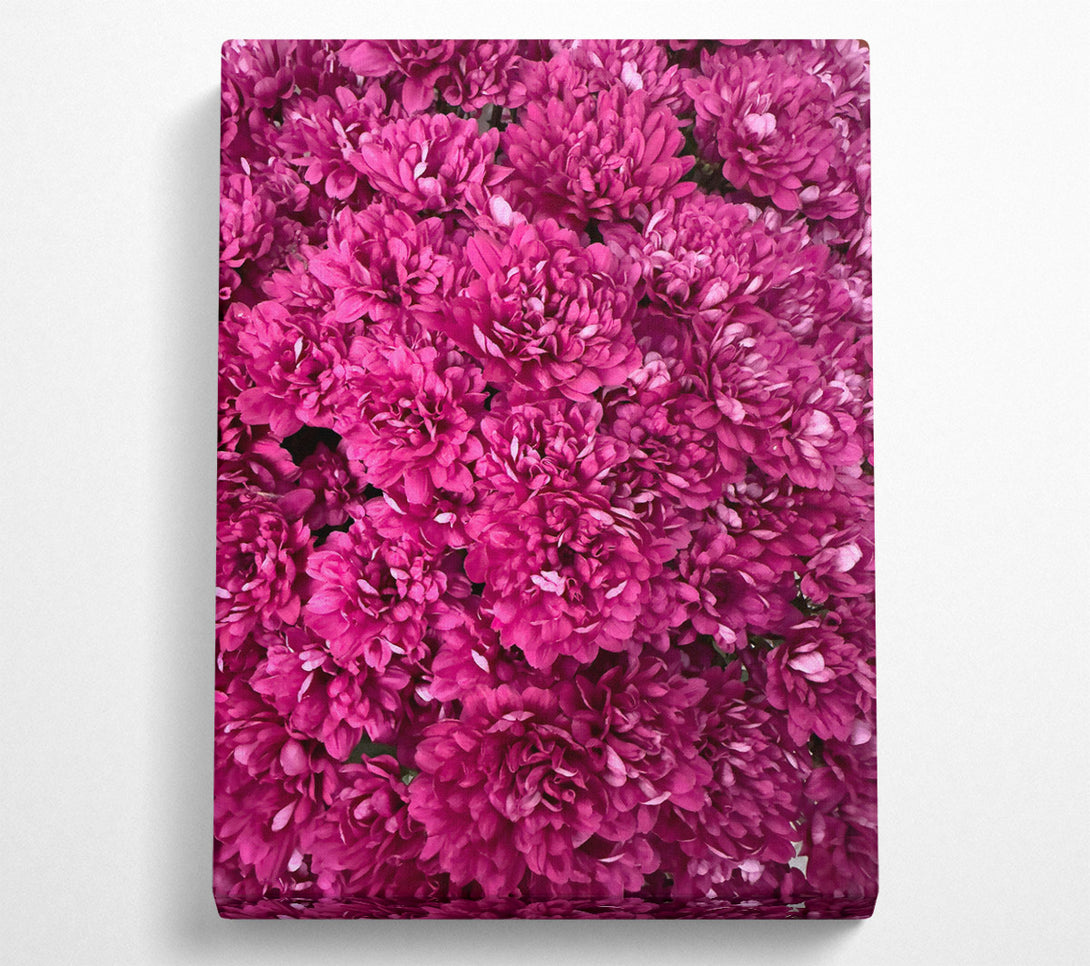  A Canvas Print of Fuchsia Flower Burst Canvas Wall Art