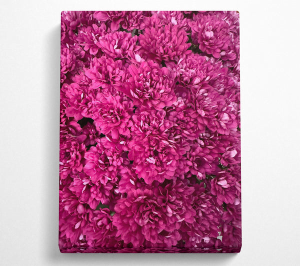  A Canvas Print of Fuchsia Flower Burst Canvas Wall Art