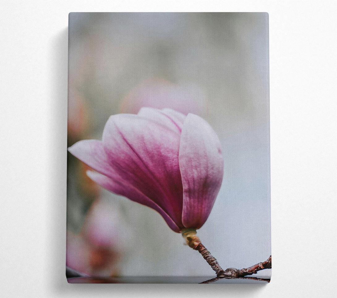  A Canvas Print of Pink Magnolia Bloom Canvas Art