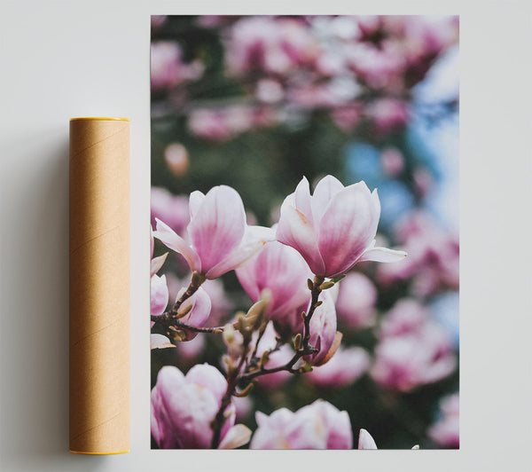 Pale Pink Blossom Bloom Print