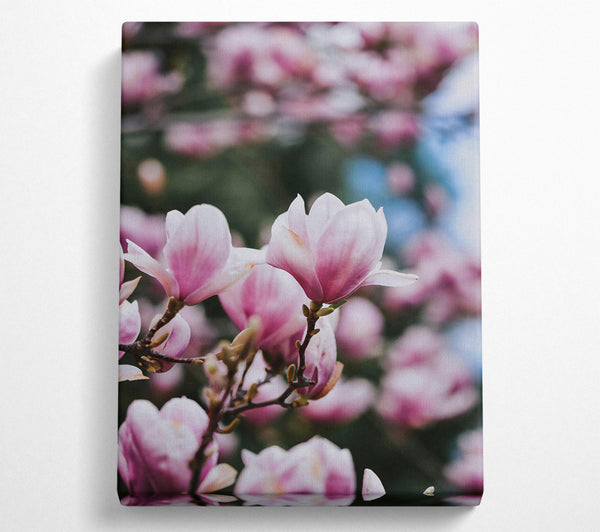  A Canvas Print of Pale Pink Blossom Bloom Canvas Print