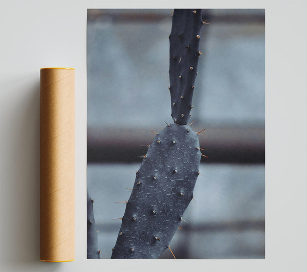 Black Cactus After Rain Poster