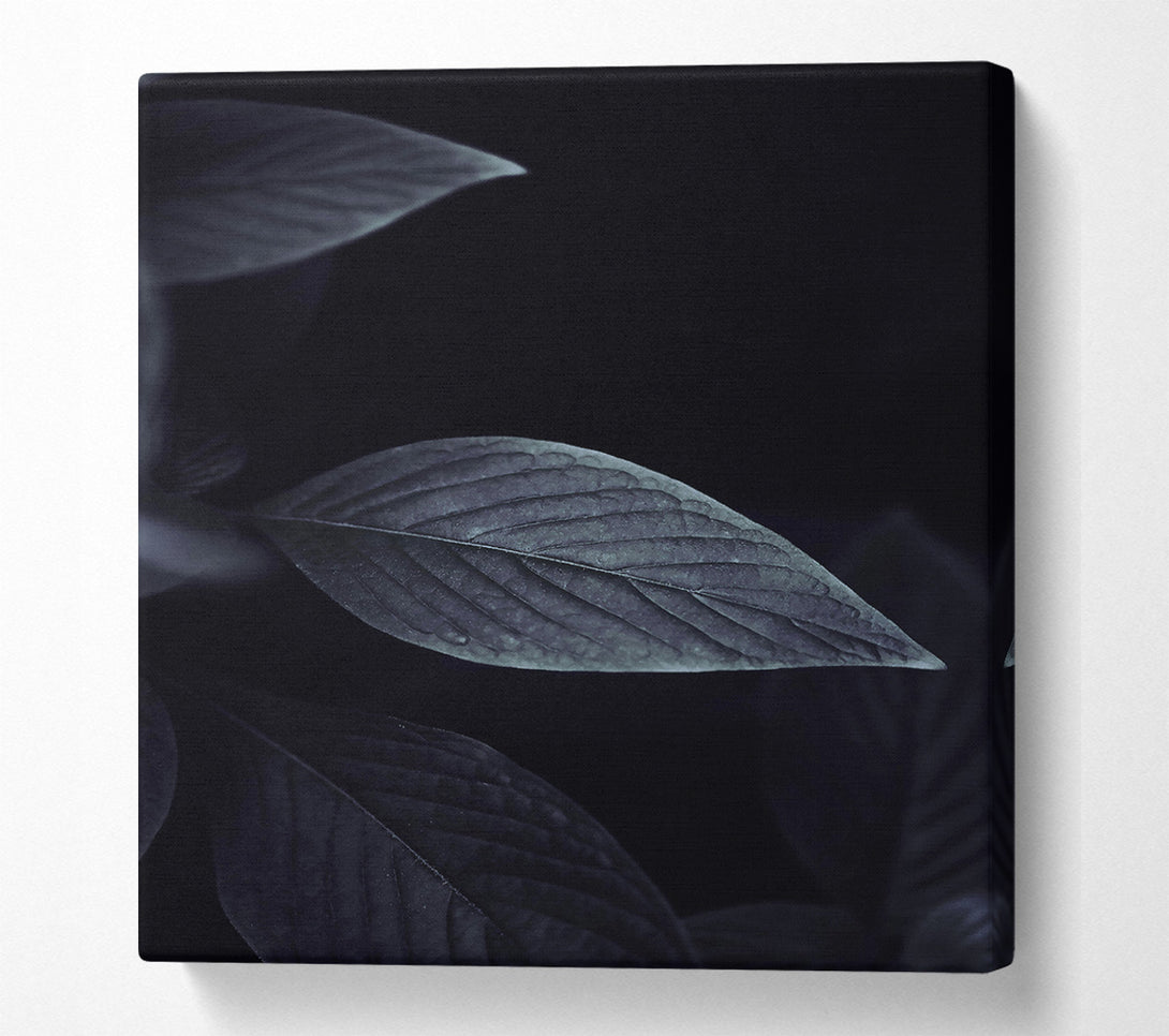  A Canvas Print of Indigo Leaf Shadow Canvas Print