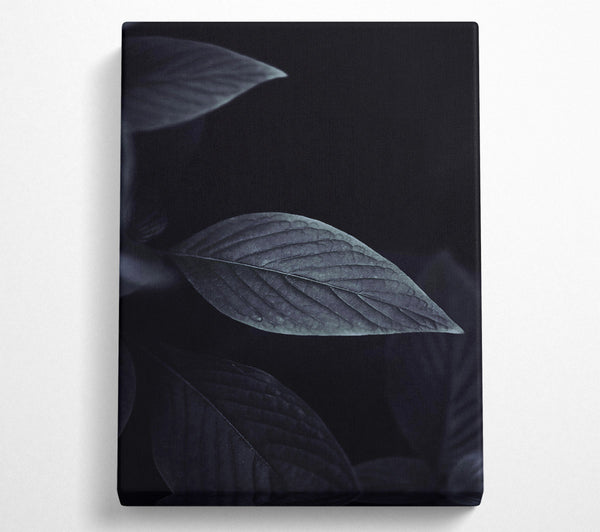  A Canvas Print of Indigo Leaf Shadow Canvas Print