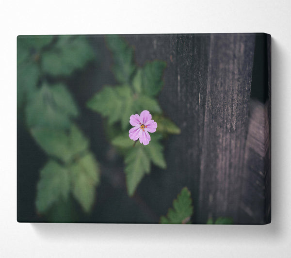  A Canvas Print of Pink Flower Fence Canvas Print