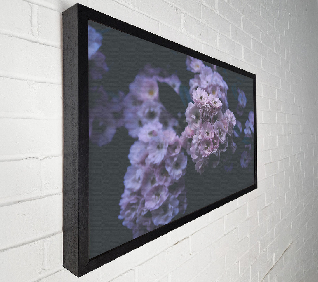  A Canvas Print of Lavender Bloom'S Embrace Canvas Wall Art