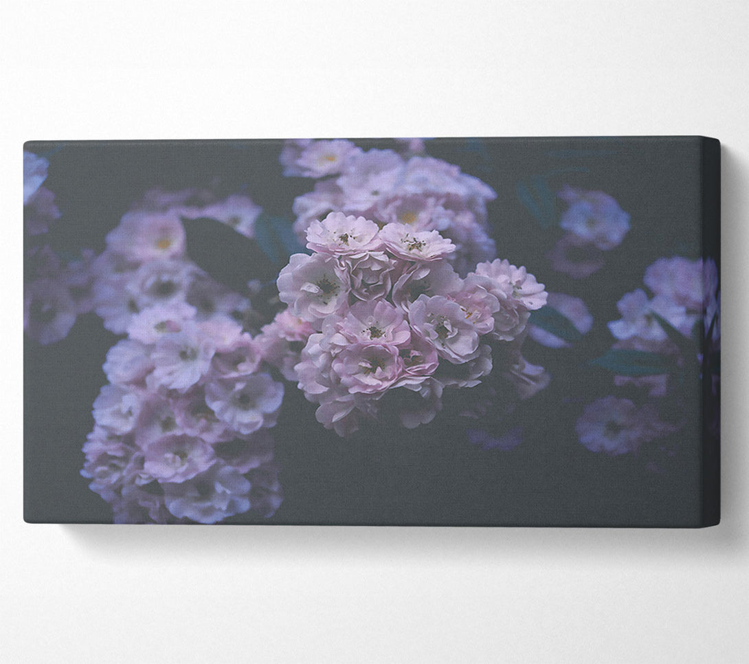  A Canvas Print of Lavender Bloom'S Embrace Canvas Wall Art