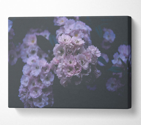  A Canvas Print of Lavender Bloom'S Embrace Canvas Wall Art