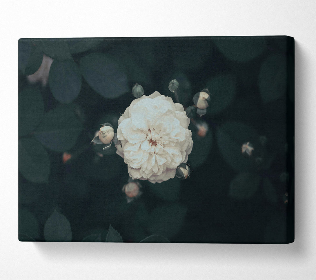  A Canvas Print of White Bloom In Green Canvas Print