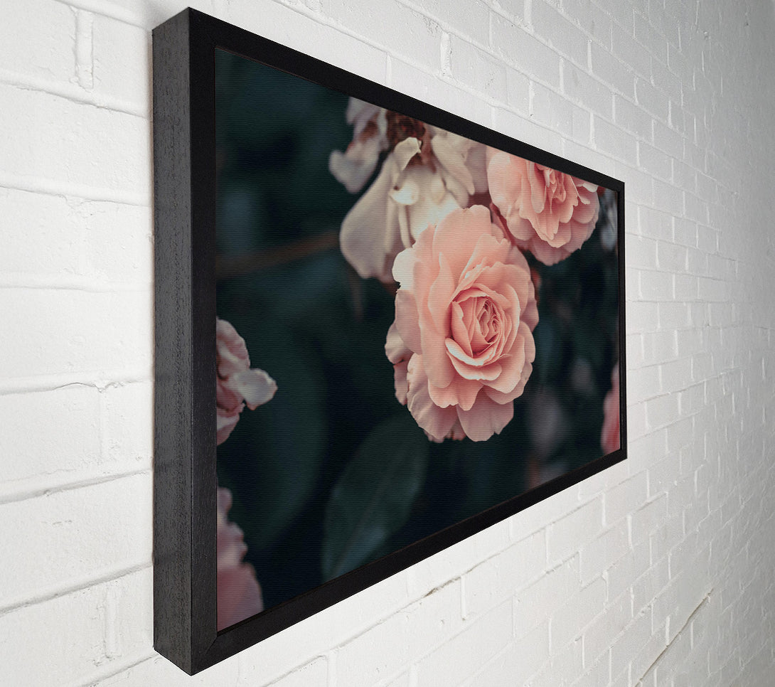  A Canvas Print of Blushing Rose Bloom Canvas Art