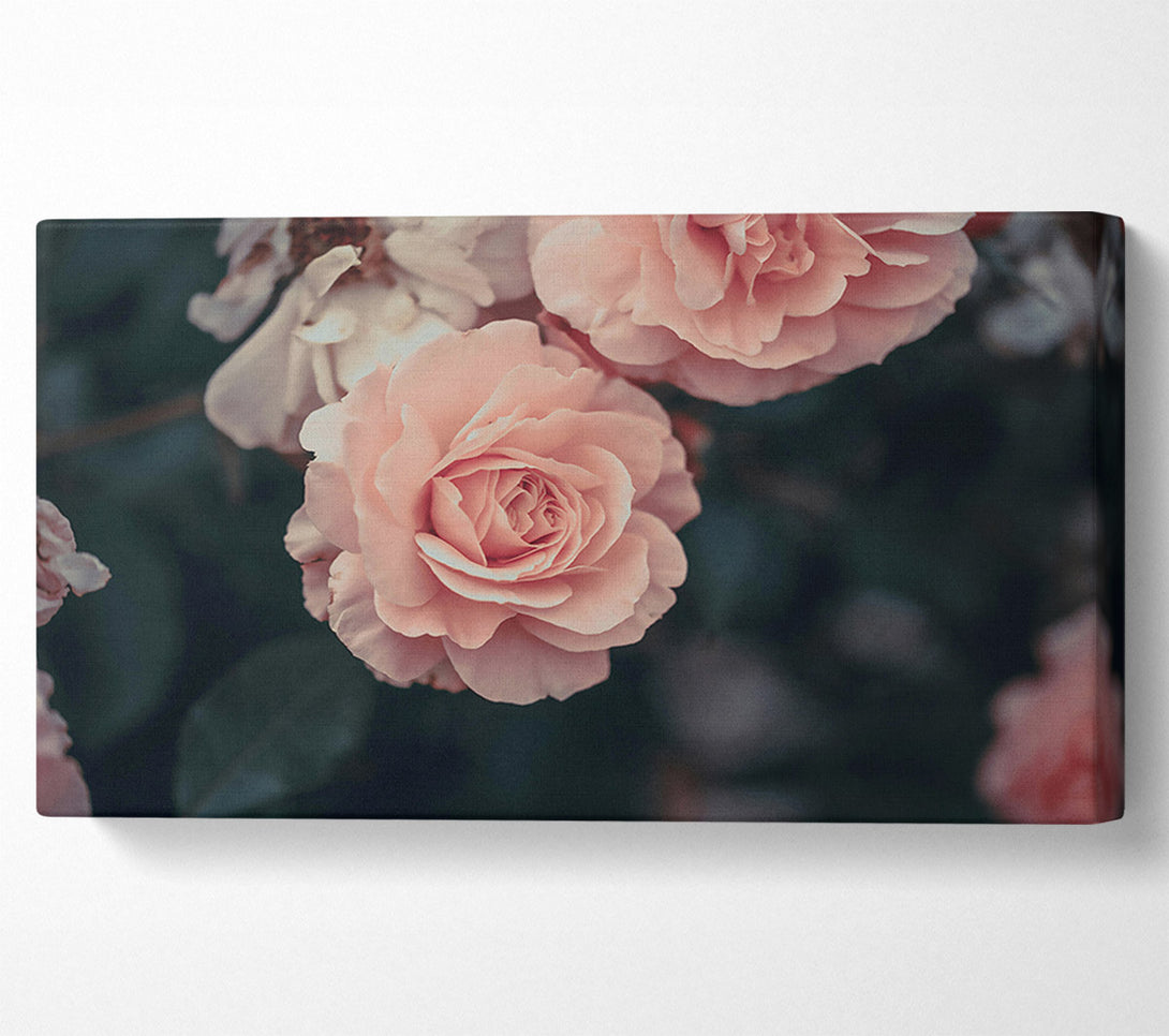  A Canvas Print of Blushing Rose Bloom Canvas Art
