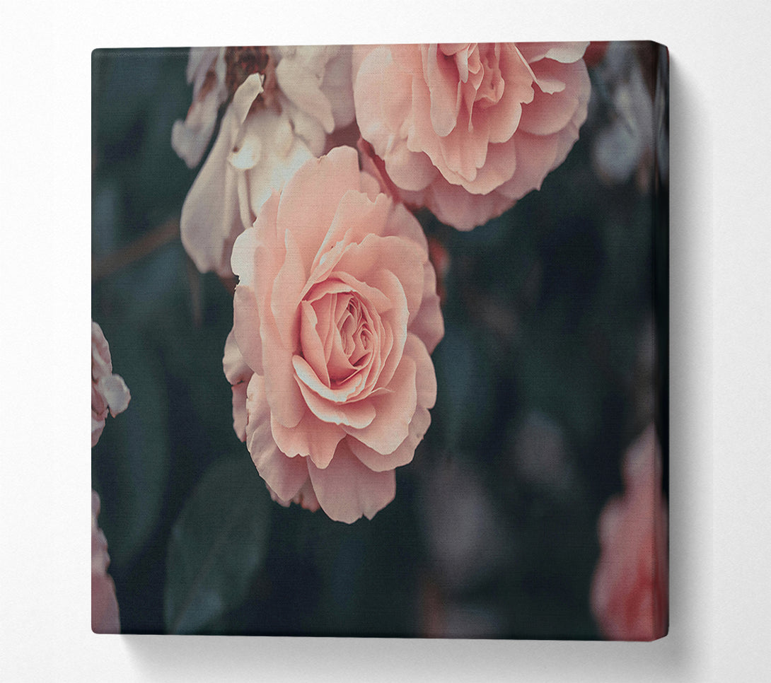 A Canvas Print of Blushing Rose Bloom Canvas Art